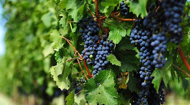 Bağbozumu Şenlikleri başlıyor