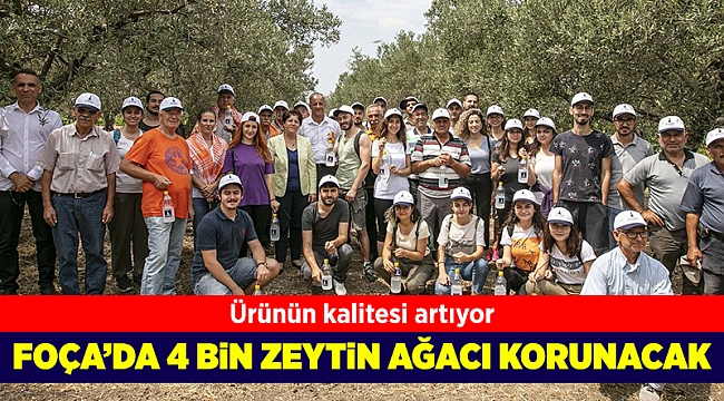 Büyükşehir, üreticiler ve gönüllü gençlerden örnek işbirliği...Foça’da 44 bin zeytin ağacı korunacak