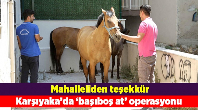 Karşıyaka’da ‘başıboş at’ operasyonu