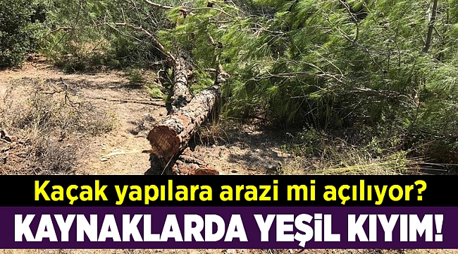 Kaynaklar'da yeşil kıyımı