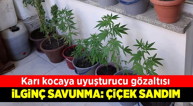Saksıda kenevir yetiştiren çift gözaltına alındı