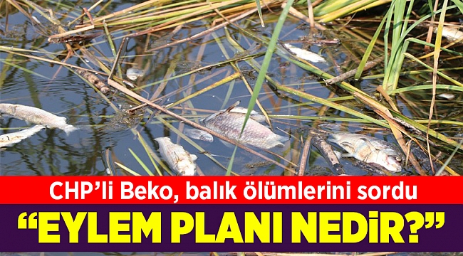 CHP’li Beko, balık ölümlerini sordu