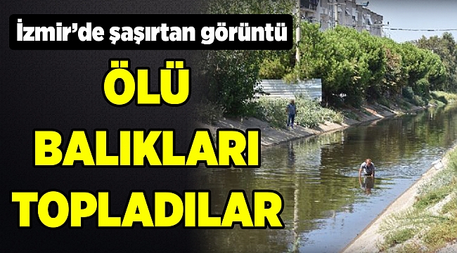 İzmir'de vatandaş nehirde ölen balıkları topladı