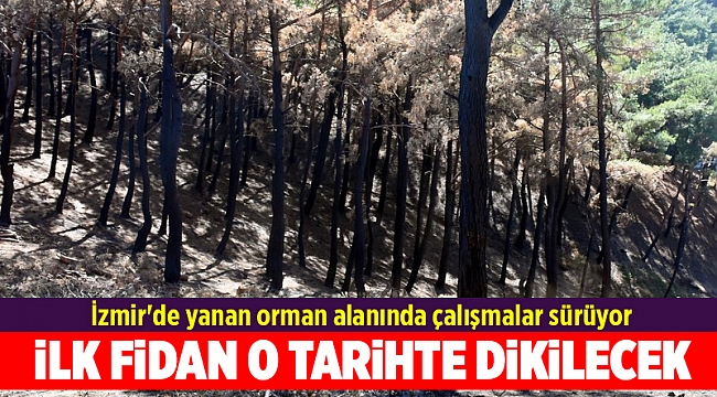 İzmir'de yanan orman alanı, şubata kadar ağaçlandırılacak