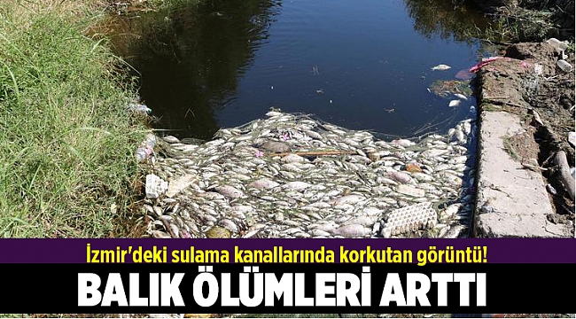 İzmir'deki sulama kanallarında korkutan görüntü!
