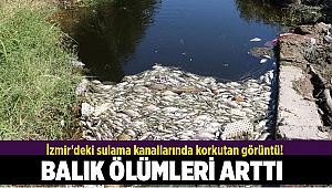 İzmir'deki sulama kanallarında korkutan görüntü!