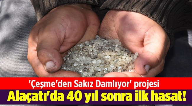 Alaçatı&#039;da 40 yıl sonra ilk hasat!