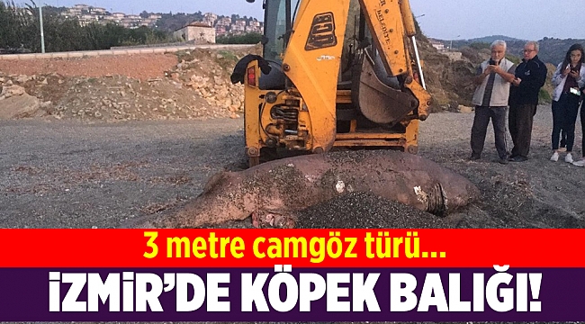 İzmir'de 3 metrelik köpek balığı karaya vurdu