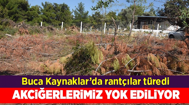 'Kentin akciğerleri' olarak bilinen ormanlık alan rantçılar tarafından yok ediliyor