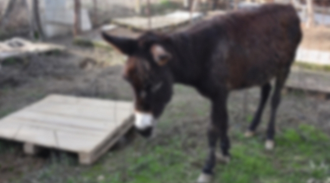 Korkunç olay! Komşusunun eşeğine...