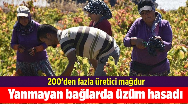 Yanmayan bağlarda üzüm hasadı