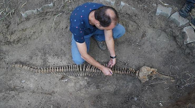 Yunus iskeleti EÜ Tabiat Tarihi Müzesi'nde