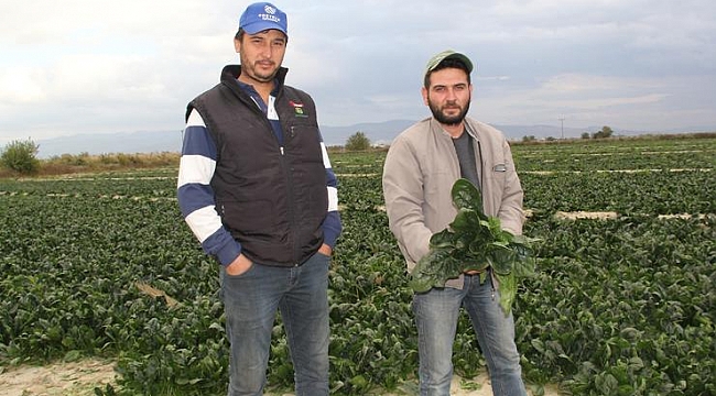 Ispanakta zehirlenme iddiaları üreticiyi mağdur etti