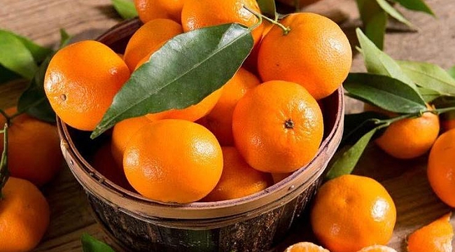 Menderes'te Manadalina Festivali zamanı