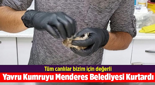 Yavru Kumruyu Menderes Belediyesi Kurtardı