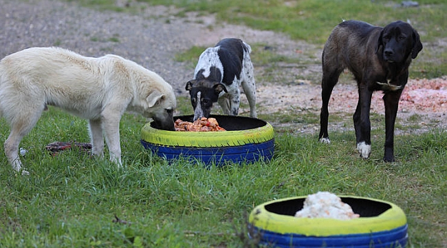 Buca Belediyesi kırsaldaki can dostlarına kucak açtı