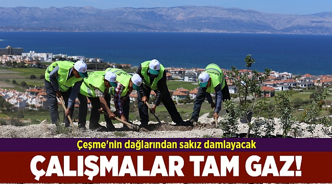 Çeşme'nin dağlarından ve ovalarından sakız damlayacak