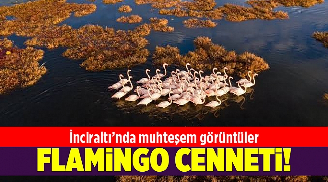 İnciraltı&#039;ndan flamingo manzaraları...