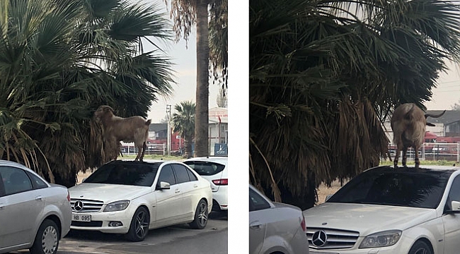 İzmirli keçinin sınır tanımaz beslenme şekli...