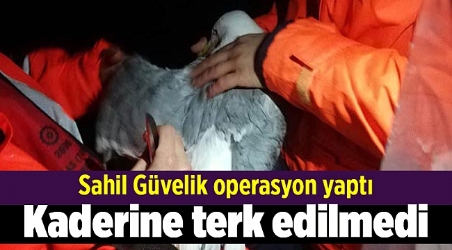 Ağlara takılan martı kaderine terk edilmedi