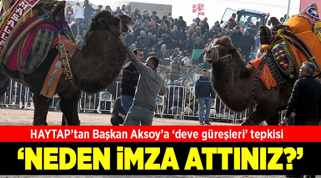 HAYTAP Temsilcisi Önder'den Başkan Aksoy'a 'deve güreşleri' tepkisi