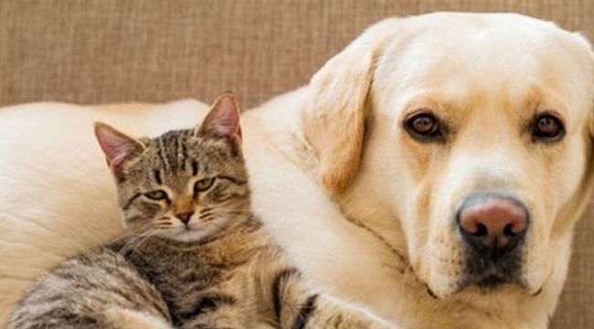 Hayvan hakları yasasına geri sayım