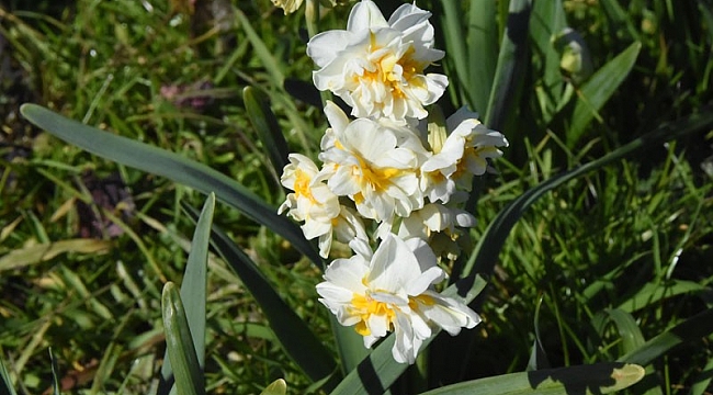 Karaburun'un nergis tarlalarında festival heyecanı