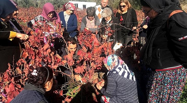 Üreticilere budama eğitimi