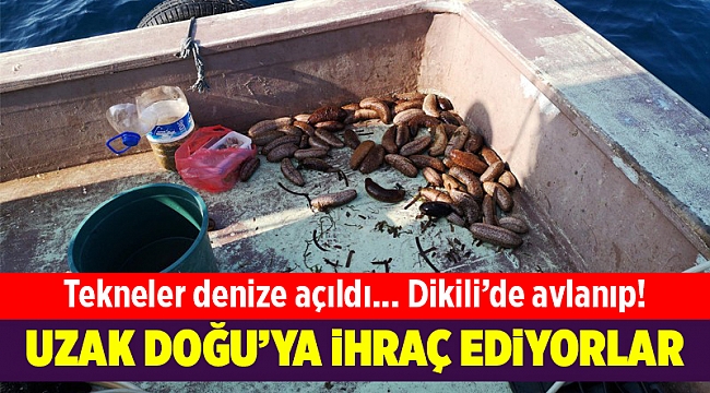 Dikili&#039;de avlayıp Uzak Doğu&#039;ya ihraç ediyorlar