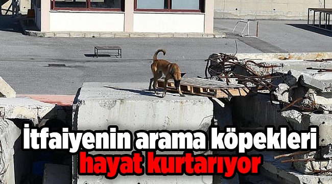 İtfaiyenin arama köpekleri hayat kurtarıyor