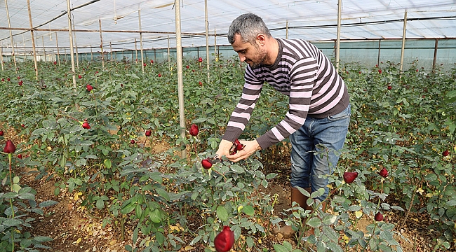 Sevgililerin Gülleri Menderes’ten
