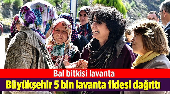 Büyükşehir 5 bin lavanta fidesi dağıttı