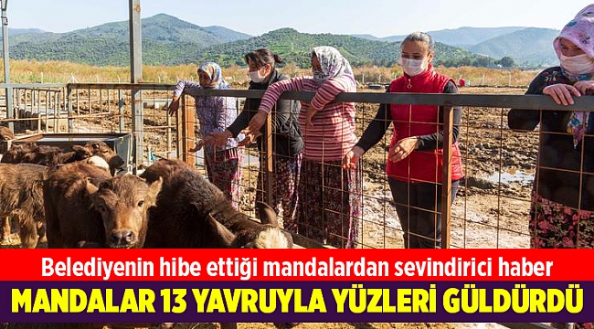 Belediyenin hibe ettiği mandalar 13 yavruyla kadınların yüzünü güldürdü