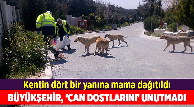 Büyükşehir yasakta 'can dostlar'ını unutmadı