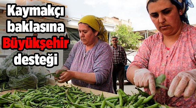 Kaymakçı baklasına Büyükşehir desteği