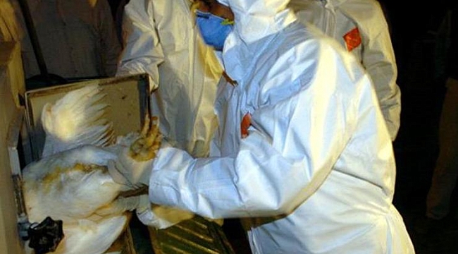 Corona bitmeden kuş gribi uyarısı!