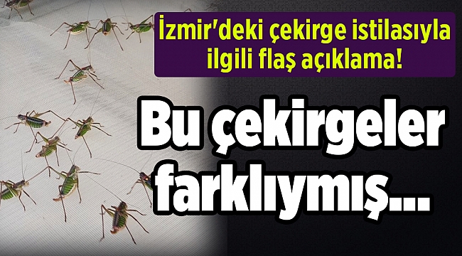 İzmir'deki çekirge istilasıyla ilgili flaş açıklama! Bu çekirgeler farklıymış...