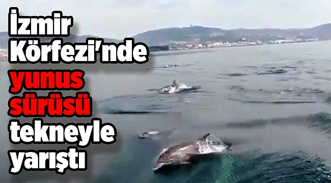 İzmir Körfezi'nde yunus sürüsü tekneyle yarıştı