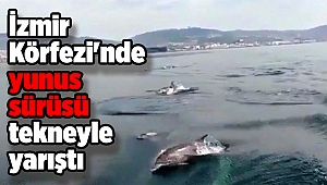 İzmir Körfezi'nde yunus sürüsü tekneyle yarıştı