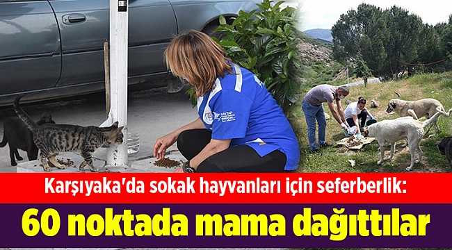 Karşıyaka'da sokak hayvanları için seferberlik: 60 noktada mama dağıttılar