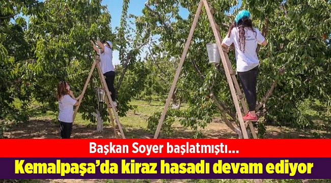 Kemalpaşa&#039;da kiraz hasadı devam ediyor