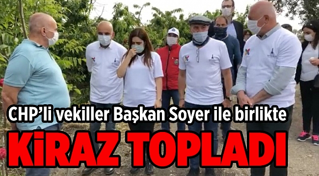 Kiraz gönüllüleri ve CHP'li vekiller Başkan Soyer’le hasatta