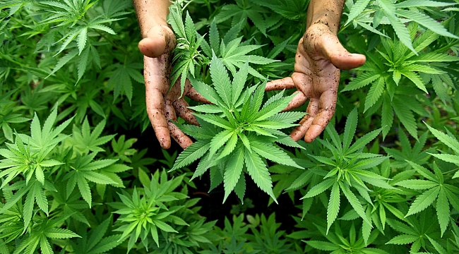 O Büyükşehir Belediyesi Kenevir üretimine başlıyor!