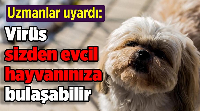 Uzmanlar uyardı: Virüs sizden evcil hayvanınıza bulaşabilir