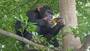 Alkolik maymun dehşet saçtı: 1 ölü, 249 yaralı!