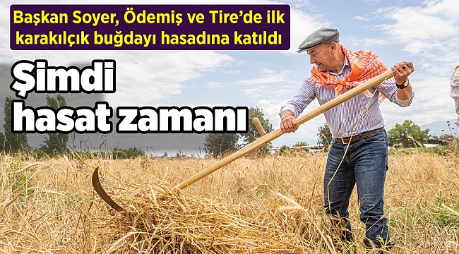 Başkan Soyer, Ödemiş ve Tire’de ilk karakılçık buğdayı hasadına katıldı