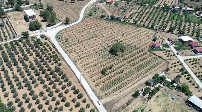 Buca’nın tarlalarından bereket fışkırıyor: 54 ton hasat bekleniyor