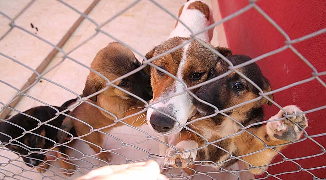 İki belediyeden can dostlar için örnek iş birliği