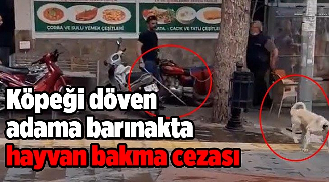 Köpeği döven adama barınakta hayvan bakma cezası