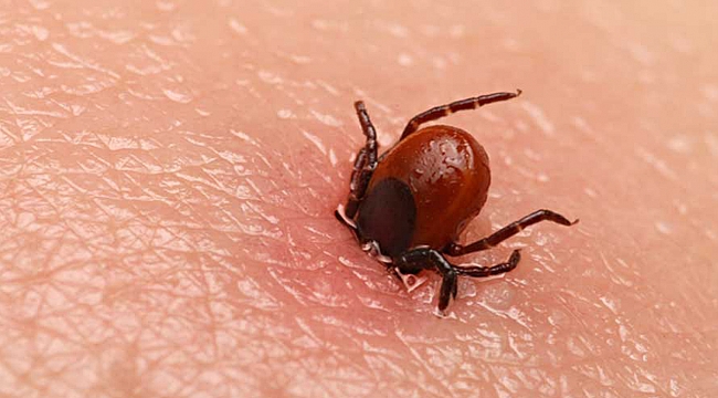 Koronadan sonra birde bu çıktı! Türkiye&#039;de ölü sayısı 18&#039;e vaka sayısı 492&#039;ye çıktı...